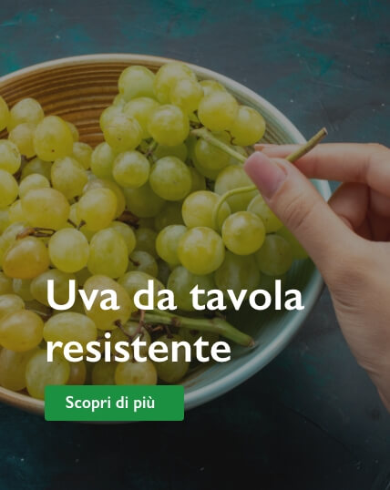 uva da tavola resistente